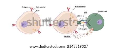  T and B Cell binding to elicit a response to a T cell-dependent antigen, the B and T cells must come close together. B cell must receive two signals from the native antigen and the T cell’s cytokines