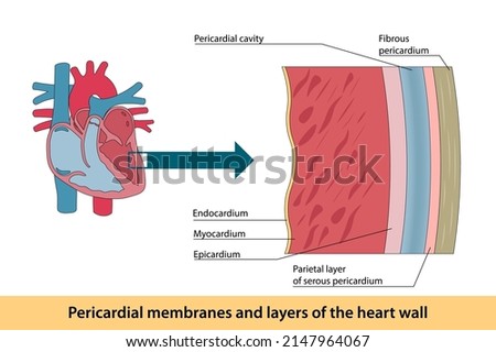 Pericardial membranes and layers of the heart wall Foto stock © 