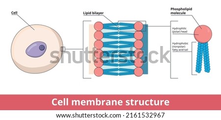 Cell membrane structure, that is represented by lipid bilayer and its phosphatidylcholine (a phospholipid), that is composed of polar hydrophilic “head” and nonpolar hydrophobic “tail.” Stock foto © 