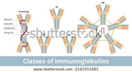 Classes of immunoglobulins. The five main classes of antibodies (immunoglobulins): IgG, IgA, IgD, IgE, and IgM. Structural variations of the H chains, basic kinds of L chains.