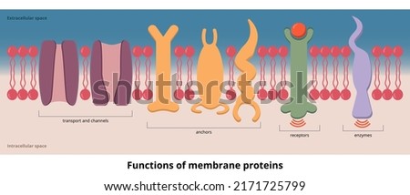 Functions of membrane proteins.	Functions of protein visualization includes transport, channels, receptors, and enzymes, that are placed on cell membrane. Stock foto © 