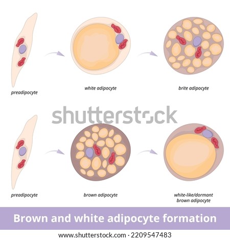 Brown and white adipocyte formation.	Process of different types of fat cell development including brite and dormant or white-like fat cells. Fat tissue structure.
