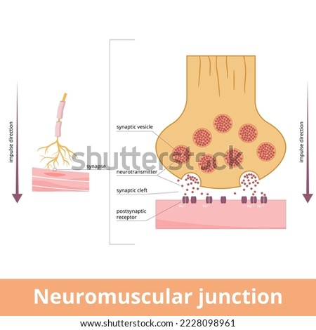 Neuromuscular junction. A synaptic connection between the terminal end of a motor nerve and a muscle. Presynaptic (nerve terminal), postsynaptic part, synaptic cleft.