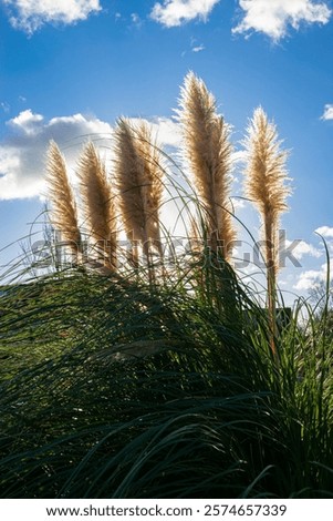 Similar – Image, Stock Photo Backlight shot at the old Rhine