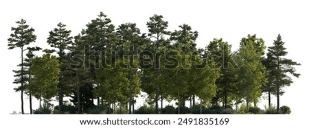 Similar – Image, Stock Photo Pine tree forest on a sunny summer day