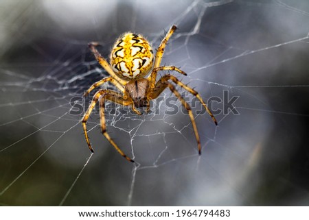 Similar – Foto Bild Spinne inmitten eines Spinnennetzes im Wald an einem bedeckten Tag