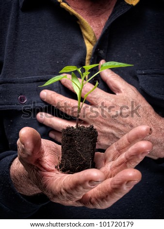 Young plant  is growing on a lump of soil in hands of an old farmer.