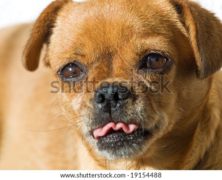 Funny closeup portrait of little doggy with tongue out of mouth.