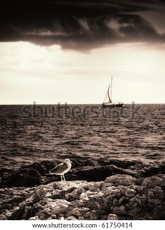Sailboat and gull on the high seas,usual scene on the Adriatic sea.Monochrome toned image...