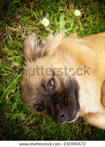 Portrait of cute little doggy on the grass.