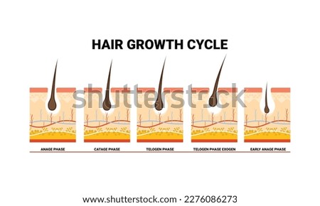 Anatomical training poster. Hair growth phase step by step. Stages of the hair growth cycle. Anagen, telogen, catagen. Skin anatomy. Cross section of the skin layers. Medical vector illustration