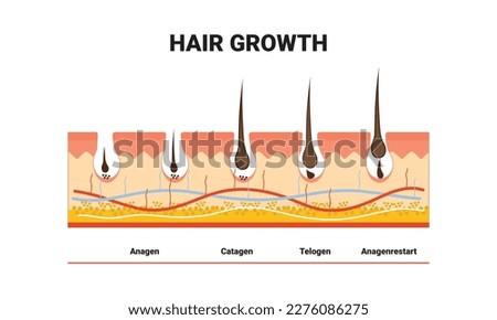 Anatomical training poster. Hair growth phase step by step. Stages of the hair growth cycle. Anagen, telogen, catagen. Skin anatomy. Cross section of the skin layers. Medical vector illustration