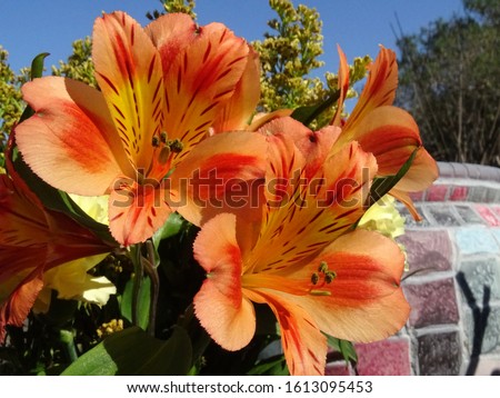 Colorful Orange and Yellow Alstroemeria in Full Bloom  Imagine de stoc © 