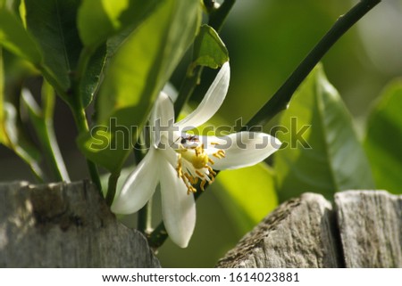 Beautiful Lemon Tree Blossom in Bloom Imagine de stoc © 