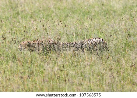 A WILD Cheetah silently stalks its prey in the Masai Mara, Kenya, Africa. Moments after this photo, the cheetah successfully caught a Thomson's gazelle.