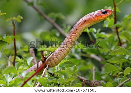 A WILD RED Boomslang (Dispholidus typus) in Kenya, Africa. Boomslangs are rare, and a red boomslang is one of the RAREST snakes in the world!