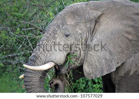 A WILD African Elephant feeding on vegetation on the shore of the Kazinga Channel in Uganda, Africa