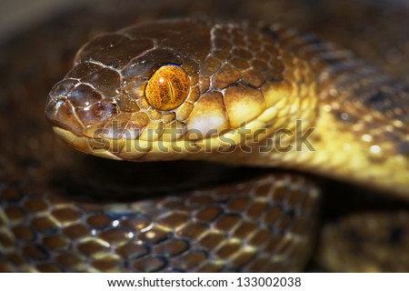 Malagasy Cat-eyed Snake or Madagascar Night Snake (Madagascarophis colubrinus) in the rainforest of Ranomafana, Madagascar. Rear fanged and slightly venomous.