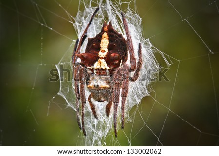 A big scary spider in its web in a Madagascar rainforest (Ranomafana). Fangs or teeth are clearly visible.