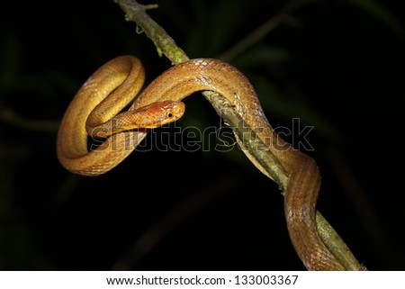 Unidentified snake species hangs in a tree above a river in the rainforest of Ranomafana, Madagascar.