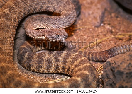 A Tiger Rattlesnake (Crotalus tigris) rattles and flicks tongue in Arizona, USA. Its toxicity is considered to be the highest of all rattlesnake venoms, and highest of all snakes in the Americas.