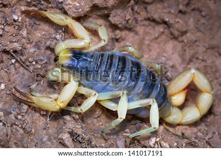 A pregnant Giant Desert Hairy Scorpion (Hadrurus arizonensis) in Arizona, USA (largest scorpion in North America).
