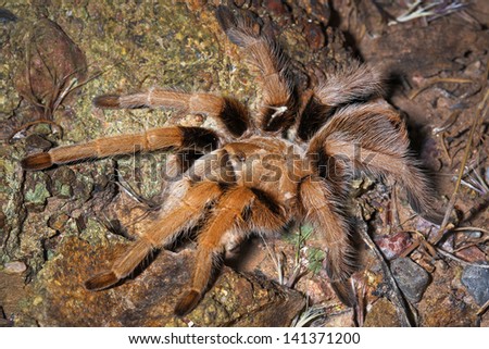 A HUGE female Aphonopelma chalcodes, commonly known as the Western Desert, Mexican Blond, or Arizona Blond Tarantula. Seen at night while hiking the Sonoran Desert around the Superstition Mountains.