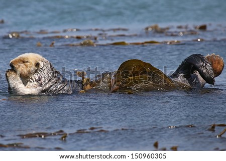Endangered Sea Otter (Enhydra lutris) in Pacific Ocean (California). An adult Otter relaxes and grooms face in the safety of the sea kelp.