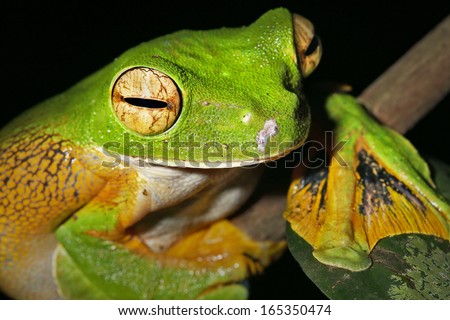 Wallace\'s or Abah River Flying Frog (Rhacophorus nigropalmatus) perches & watches in the rain forests of Malaysian Borneo. Large webbed feet allow frog to glide long distances through the air. Female.