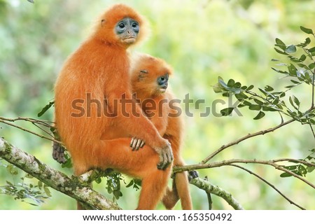 Rare Red or Maroon Leaf Monkey (Presbytis rubicunda) mother & baby in the jungles of Borneo. This is a beautiful and brightly coloured Langur species. Love, affection, and bonding with mom and child.