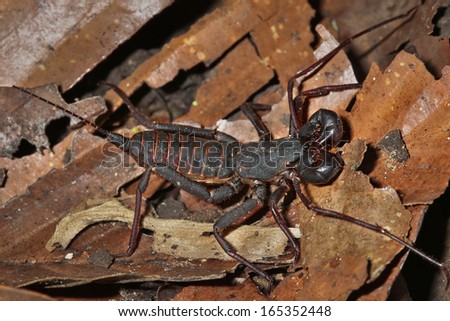 A Vinegaroon Scorpion in the rain forests of the Danum Valley in Sabah, Malaysia, Borneo.
