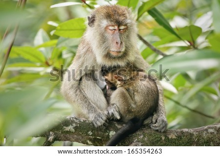 Mother and baby Long-tailed or Crab-eating Macaques (Macaca fascicularis) bond & sleep in Borneo jungle. This closeness is important in maintaining bonds & family structure.