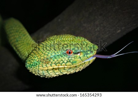 A venomous Wagler\'s Green Tree Pit Viper (Tropidolaemus wagleri) looks at camera and flicks tongue in Borneo jungle. AKA Temple Viper because of abundance around Temple of the Azure Cloud in Malaysia.