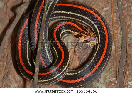 A Striped Kukri Snake (Oligodon octolineatus) in the rain forests of Malaysian Borneo. Strikingly coloured in red, black, and yellow, this snake was seen peeking out from under bark on a tree.