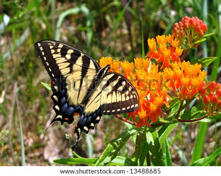 The Eastern Tiger Swallowtail Butterfly (Papilio glaucas)