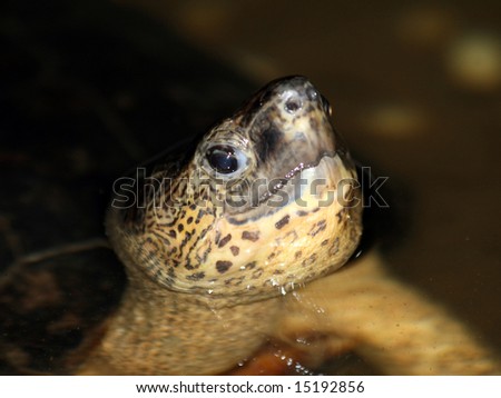 A Black River Turtle (Rhinoclemmys funerea) in Costa Rica