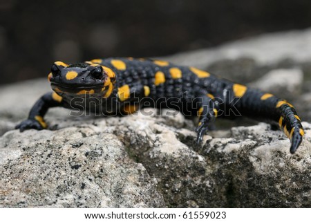 Ukrainian Fire Salamander (S. s. salamandra)