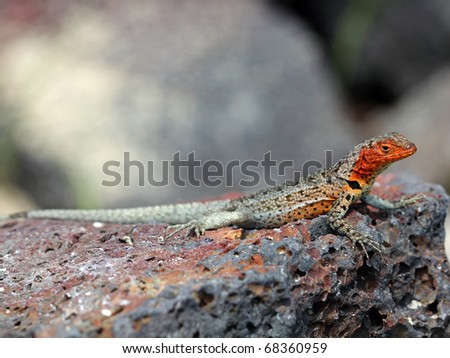 A Lava Lizard (Tropidurus sp.) in the Galapagos Islands (Isabela Island)