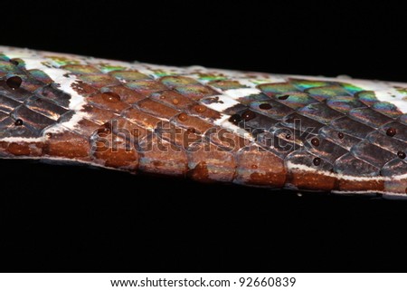 A closeup of the scales of the Ornate Snail-eating Snake (Dipsas catesbyi) in the Peruvian Amazon
