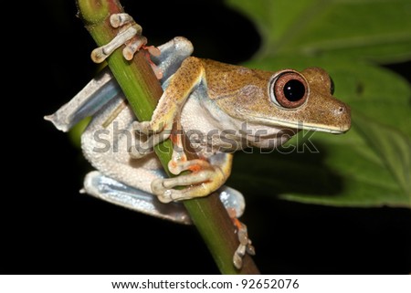 The Map Treefrog (Hypsiboas geographicus) in the Peruvian Amazon\
\
Isolated on black with space for text