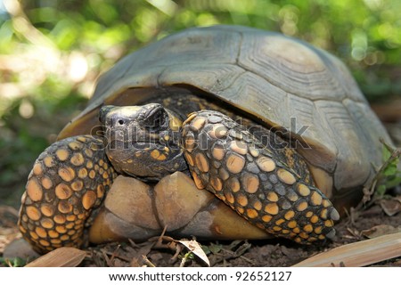 Yellow Footed Amazon Tortoise (Geochelone Denticulata) In The Wild In ...