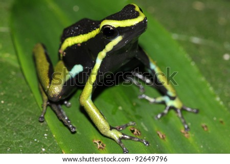 Three-striped Poison Dart Frog (Ameerega trivittata) in the Peruvian Amazon