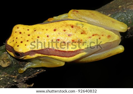 A cute Red-skirted Treefrog (Dendropsophus rhodopeplus) in the Peruvian Amazon Isolated with space for text