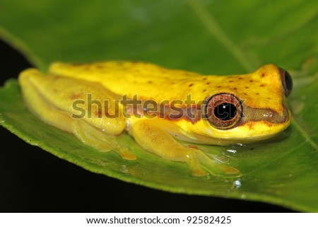 A Red-skirted Treefrog (Dendropsophus rhodopeplus) in the Peruvian Amazon
