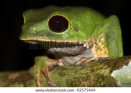 A cute and chubby Monkey Treefrog (Phyllomedusa camba) peers into the night in the Peruvian Amazon Isolated with lots of space for text