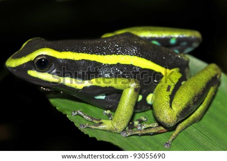 Three-striped Poison Dart Frog (Ameerega trivittata) in the Peruvian Amazon\
\
Isolated on black with space for text