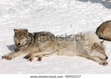 Wild Gray Wolves in Northern Ontario, Canada (this is a wild wolf pack photographed from a blind)
