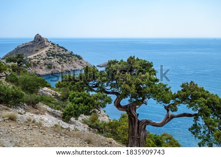 Tree growing near edge of steep rock. Mountains & sea are on background. Shot in Novyi Svit, Crimea. Cape named Kapchik, sea is Black Sea Zdjęcia stock © 