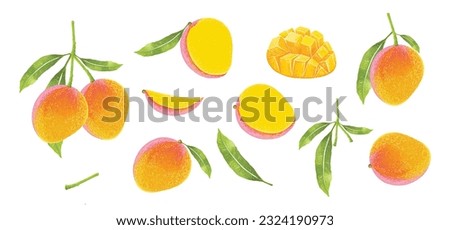 Mango design elements Set. Botanical illustration of Mango. mango slice and leafs.