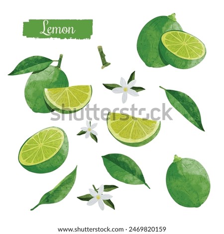 Set of Green Lemon fruit Design elements. watercolour style vector illustration.